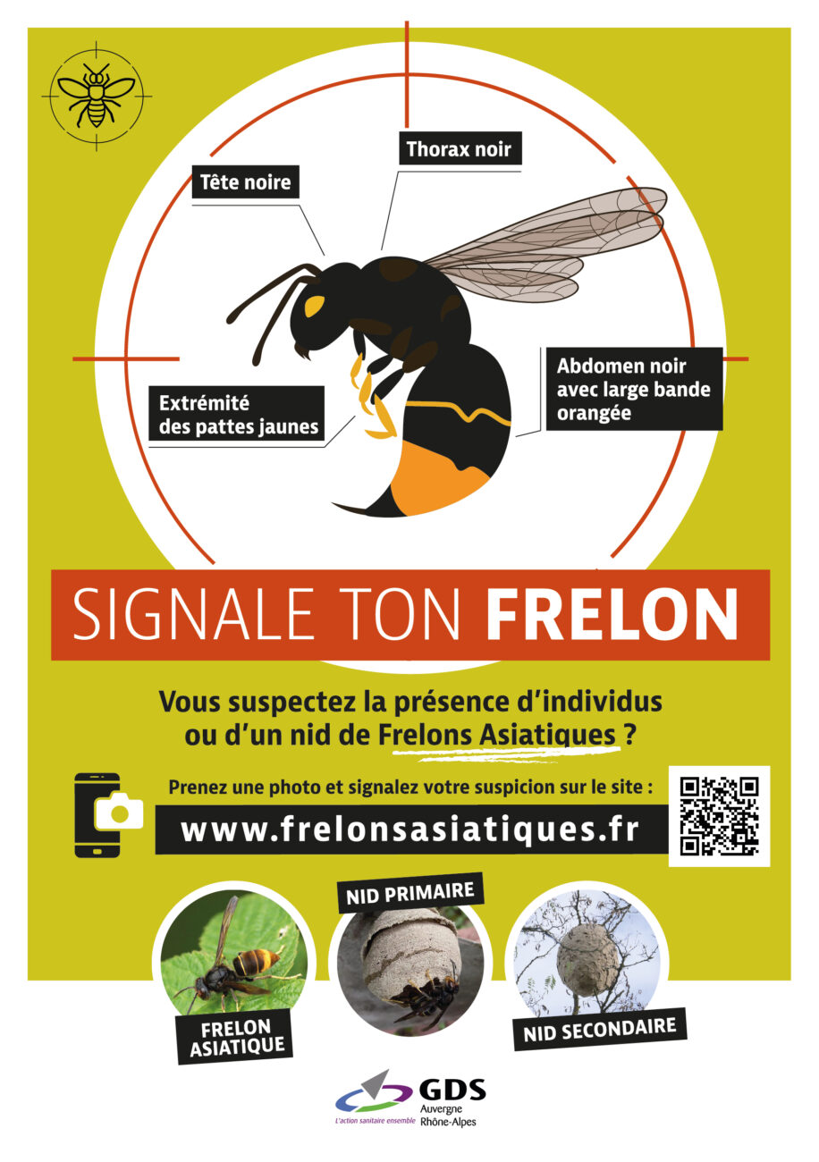 Frelon asiatique : apprenez à la reconnaître et signalez sa présence !